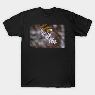 Spring Flowers in Bloom T-Shirt